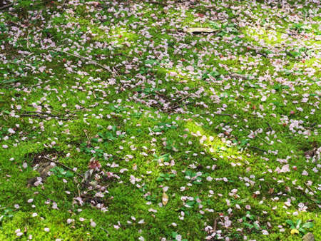 moss carpet and cherry petals at the castle parkの写真素材