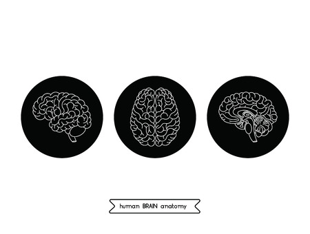 Vector human brain views.のイラスト素材