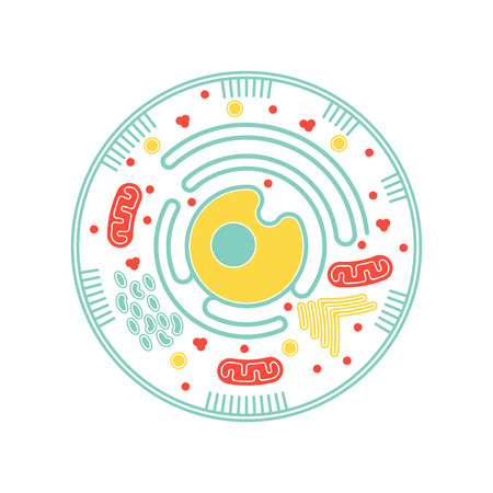 Isolated cell biology pictogram. Cell anatomy structure vector illustration. Cell structure detailed colorful anatomy with description.のイラスト素材
