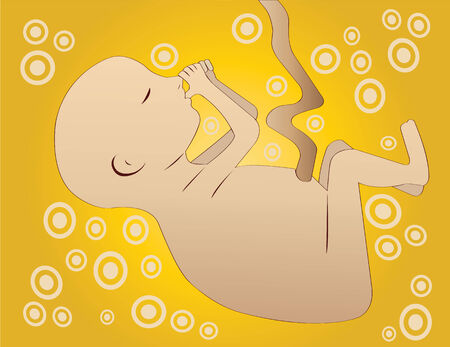Illustration of a Fetus のイラスト素材