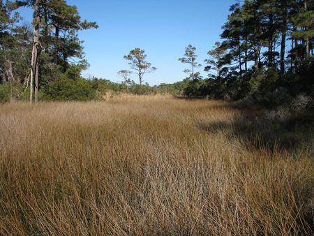Marsh grass in lightly wooded areaの写真素材