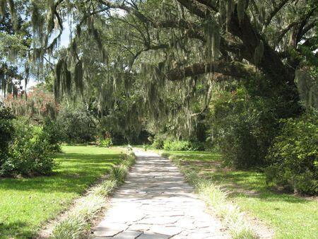 Spanish moss in tree over garden pathの写真素材