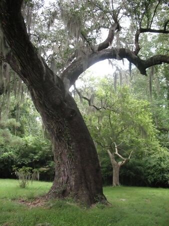 Spanish moss in Charleston treeの写真素材