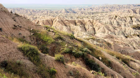 Big Horn Sheep climbing on Badlands National Park rock formationsの写真素材