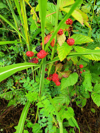 Wild Raspberries in the woodsの写真素材