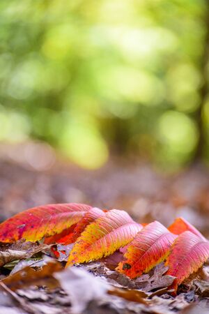 A closeup of a fallen leaf along a trail on a sunny Autumn day