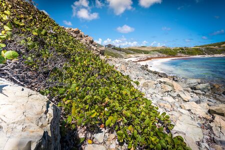 Caribbean beach scene with with rocks and plants in the foregroundの写真素材