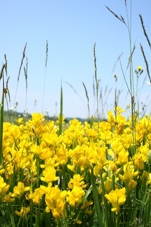 Yellow flowers growing in the field against clear blue sky. の写真素材