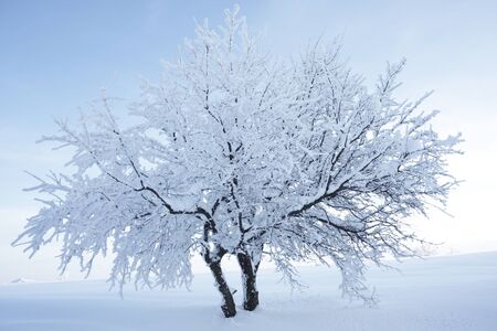 Two trees enduring the snow united
