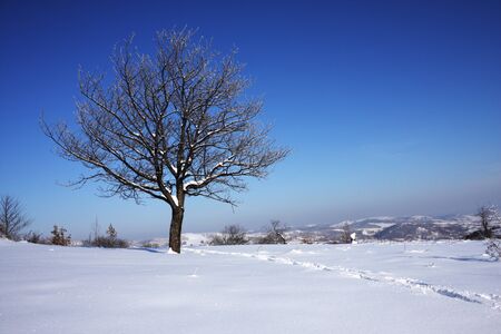 Scenic view of lone cherry tree in winter covered with snow, blue sky background の写真素材