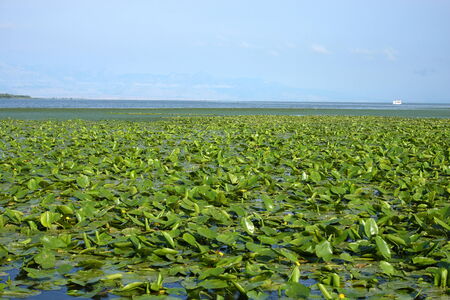 Wonderful lilies on the Skadar Lake in Montenegroの写真素材