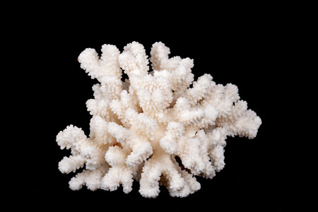 Beautiful shapes and patterns on a white sea coral closeup on a black backgroundの写真素材