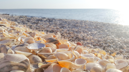 Lots of sea shells on the bank of the sea with soft warm light after sunriseの写真素材
