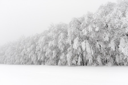 Scenic view of a forest outskirts in winter with trees covered in heavy snow and hoar frostの写真素材