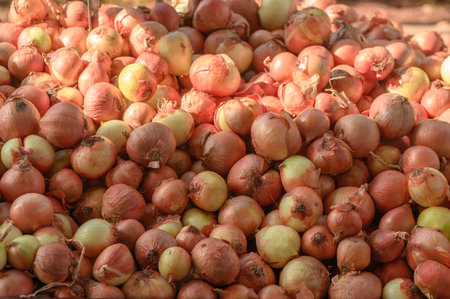 juicy onions at the market on the island of Cyprus in autumnの写真素材