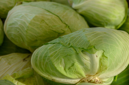 fresh green cabbage at the market on the island of Cyprus in autumnの写真素材