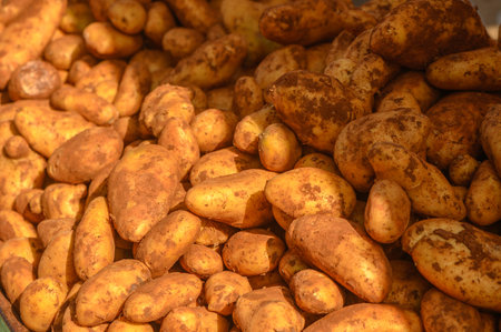 potatoes in a pile at a local market in the Mediterranean 1の写真素材