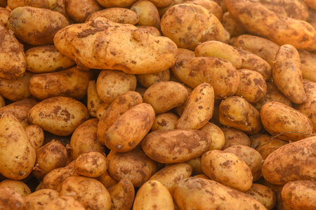Appetizing potato at the bazaar on the island of Cyprus in autumnの写真素材