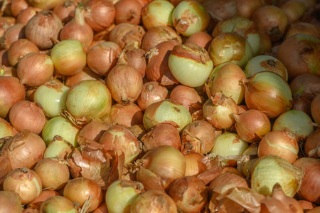 fresh onions at the market on the island of Cyprus in autumnの写真素材