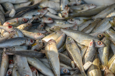fresh local small fish on ice at a local market in the mediterraneanの写真素材