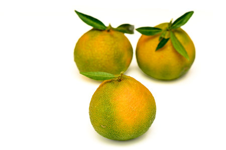 delicious fresh green-orange tangerines on a white background 5の写真素材