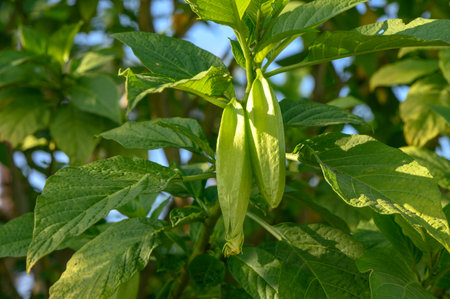 okra fruits on branches in Cyprusの写真素材