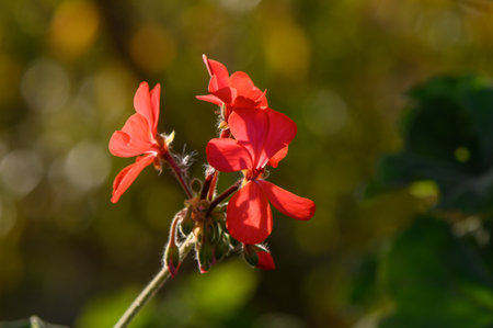 Pelargonium tongaense flowers on the island of Cyprusの写真素材