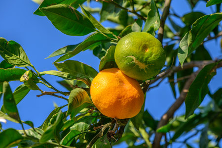 orange and green tangerine on branchesの写真素材