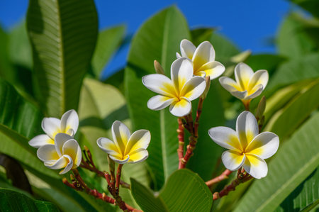 white plumeria flowers on the island of Cyprus 6の写真素材