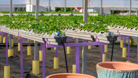 growing strawberries hydroponically in a greenhouse on the island of Cyprusの写真素材