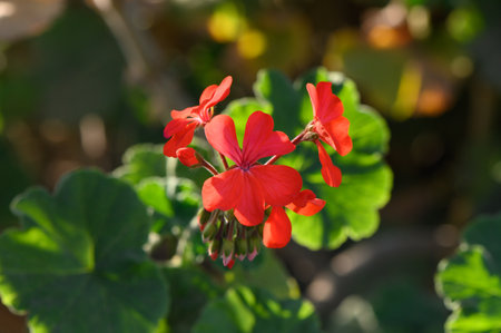 Pelargonium tongaense flowers on the island of Cyprus 1の写真素材