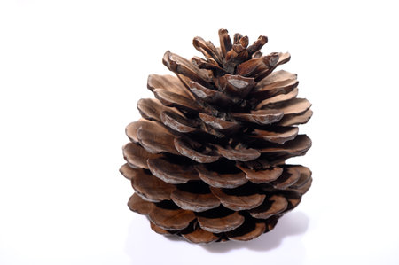 Pine cone isolated on white background. Pine cone isolated on white background.