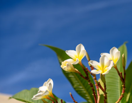white tropical flowers against a blue skyの写真素材