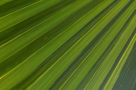 palm leaf in sunlight as background 3