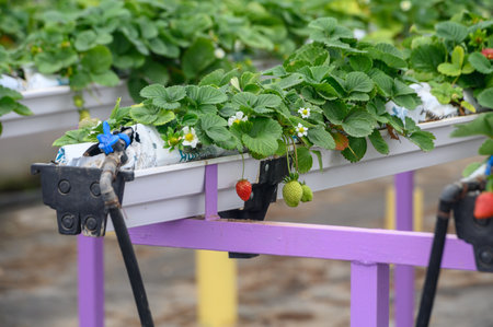 juicy strawberries in hanging trays in winter in Cyprus 4の写真素材