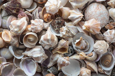 Mediterranean shells collected on the beach in Cyprus 1