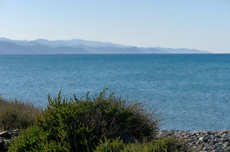 bush of grass on the seashore with a view of the mountains in winter in Cyprus 1の写真素材