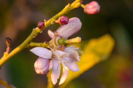 lemon flowers. Flowering lemon tree in the garden. Blooming pink flowers on the branches 7の写真素材