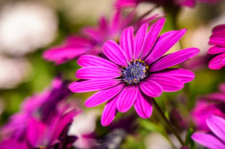 Osteospermum is a genus belonging to the Asteraceae family. 2