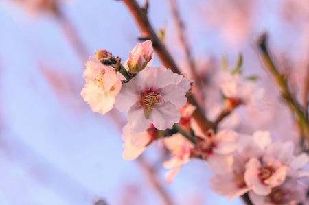 Almond tree flowers with branches close-up, blurred background