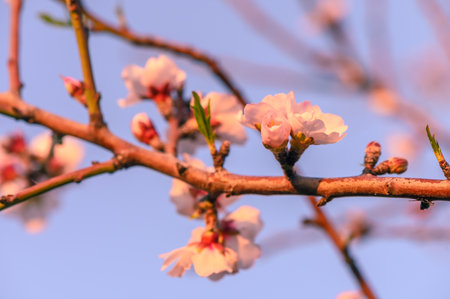 Almond tree flowers with branches close-up, blurred background 6の写真素材