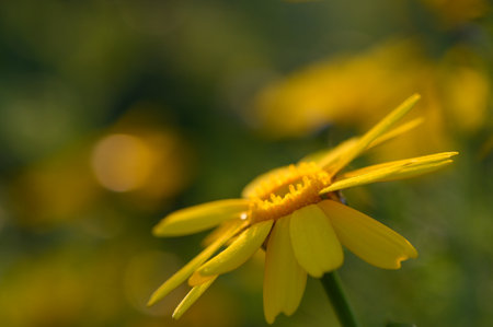 yellow daisies wild flowers at sunsetの写真素材