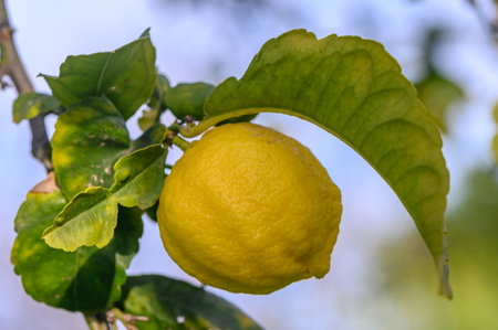 Yellow citrus lemon fruits and green leaves in the garden. Citrus lemon growing on a tree branch close-up.8の写真素材