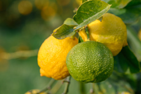 Bunch of Lemon fruit over green natural garden Blur background, Lemon fruit with leaves in blur...