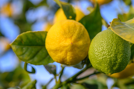 Yellow citrus lemon fruits and green leaves in the garden. Citrus lemon growing on a tree branch close-up.13の写真素材