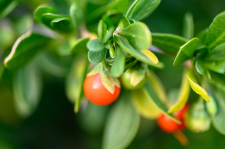 European boxwood with red berries in Cyprus in winterの写真素材