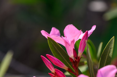 Nerium Nerium oleander flowers in bloom in pink color