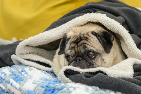 pug under a blanket on the sofaの写真素材