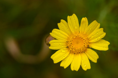 Mediterranean yellow daisy flower