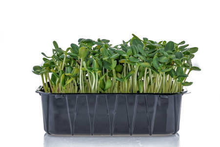 Sprouting Microgreens. Vegan and healthy eating concept. Micro herbs. Growing sprouts.の写真素材